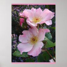 Pink Wild Rose Art Florenz Blume Foto Poster