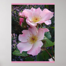 Pink Wild Rose Art Florenz Blume Foto Poster