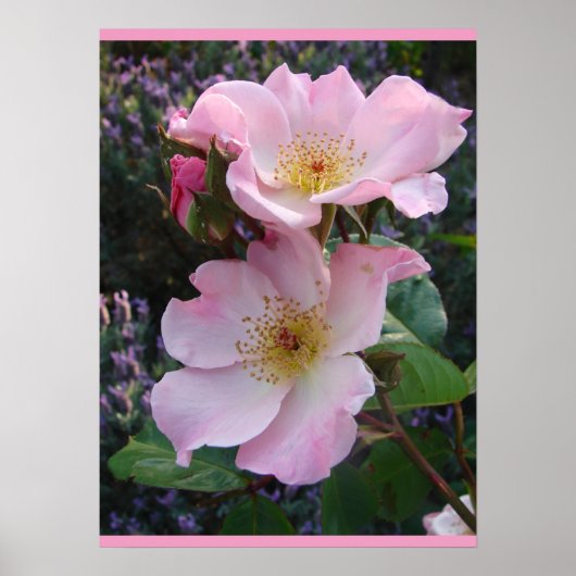 Pink Wild Rose Art Florenz Blume Foto Poster (Vorne)