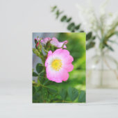 Pink Wild Tee Rose Blossom Postkarte (Stehend Vorderseite)