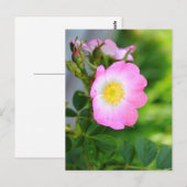 Pink Wild Tee Rose Blossom Postkarte (Vorne/Hinten)