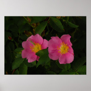 Pink Wilde Rose Blumenplakat Foto Poster