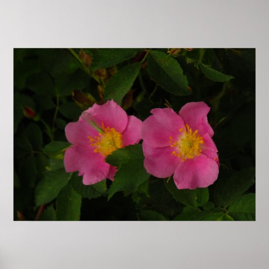 Pink Wilde Rose Blumenplakat Foto Poster (Vorne)