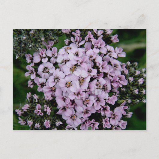 Pink Yarrow, Insel Unalaska Postkarte (Vorderseite)