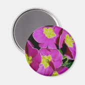 Pink Yellow Primrose Magnet (Vorderseite/Rückseite)