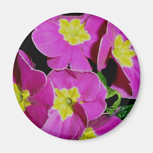 Pink Yellow Primrose Magnet (Vorne)