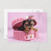 Pink Yorkie Postkarte (Vorne/Hinten)
