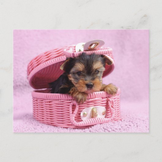 Pink Yorkie Postkarte (Vorderseite)