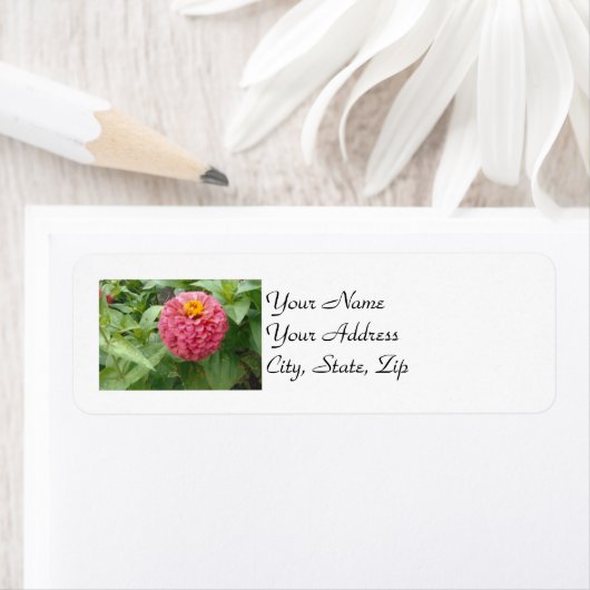 Pink Zinnia (Insitu)