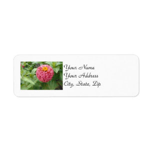 Pink Zinnia