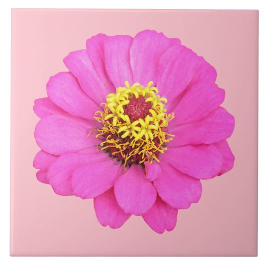 Pink Zinnia Blume auf der Keramik Tile Fliese (Vorderseite)