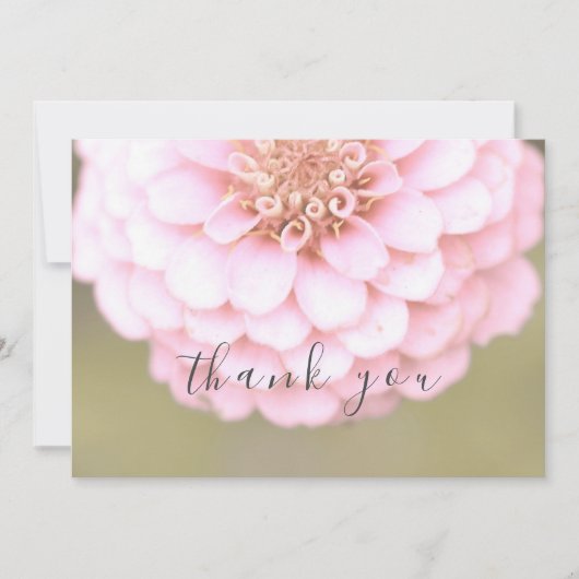 Pink Zinnia Blume Blumenlatte Danke Karte (Vorderseite)