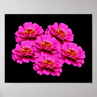 Pink Zinnia Blume Bouquet Poster