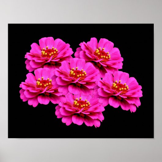 Pink Zinnia Blume Bouquet Poster (Vorne)
