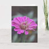 Pink Zinnia Blume Card 5 x 7 (innen leer) Dankeskarte (Vorderseite)