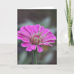 Pink Zinnia Blume Card 5 x 7 (innen leer) Dankeskarte