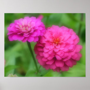 Pink Zinnia Blume Pair Nah Poster