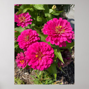 Pink Zinnia Blume Poster
