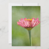 Pink Zinnia Blume Wedding Einladung (Rückseite)
