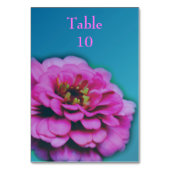 Pink Zinnia Blume Wedding Tischnummer (Vorderseite)