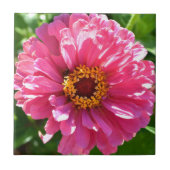Pink Zinnia Fliese (Vorderseite)