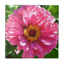 Pink Zinnia Fliese