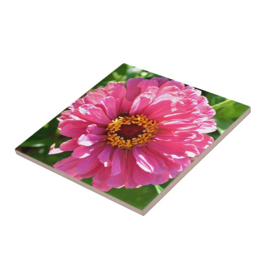 Pink Zinnia Fliese (Seite)
