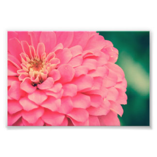 Pink Zinnia Fotodruck