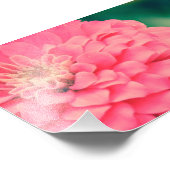 Pink Zinnia Fotodruck (Ecke)