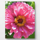 Pink Zinnia Fotoplatte (Vorderseite)