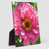 Pink Zinnia Fotoplatte (Seite)