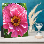 Pink Zinnia Fotoplatte (Seite)