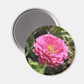 Pink Zinnia Magnet (Vorderseite/Rückseite)
