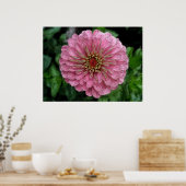 Pink Zinnia Poster (Küche)
