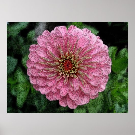 Pink Zinnia Poster (Vorne)