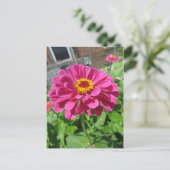 Pink Zinnia Postkarte (Stehend Vorderseite)