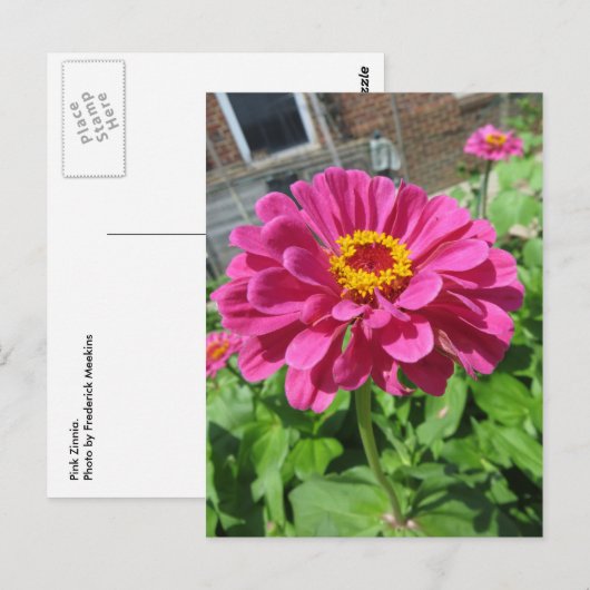 Pink Zinnia Postkarte (Vorne/Hinten)