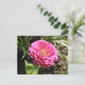 Pink Zinnia Postkarte (Stehend Vorderseite)