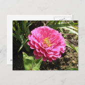Pink Zinnia Postkarte (Vorne/Hinten)