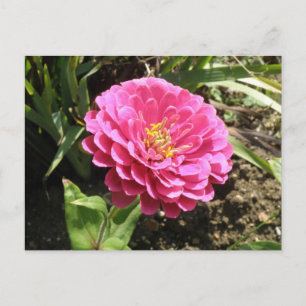 Pink Zinnia Postkarte
