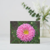 Pink Zinnia Postkarte (Stehend Vorderseite)