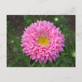 Pink Zinnia Postkarte