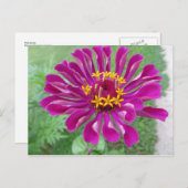 Pink Zinnia Postkarte (Vorne/Hinten)