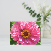 Pink Zinnia Postkarte (Stehend Vorderseite)