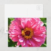 Pink Zinnia Postkarte (Vorne/Hinten)