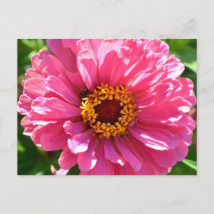 Pink Zinnia Postkarte