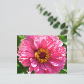 Pink Zinnia Postkarte (Stehend Vorderseite)