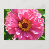 Pink Zinnia Postkarte (Vorderseite)