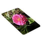 Pink Zinnia Premium Magnet (Rechte Seite)