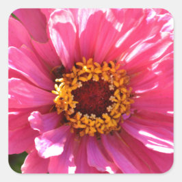 Pink Zinnia Quadratischer Aufkleber